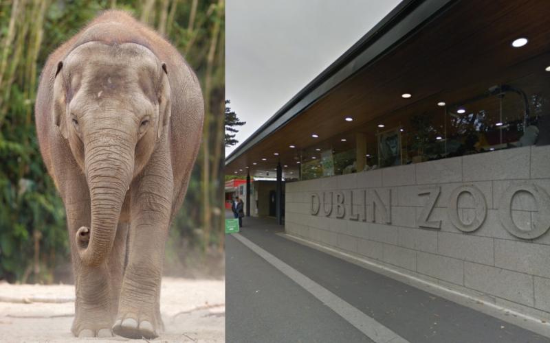 Dublin Zoo monitoring herd as two elephants die within days of one another