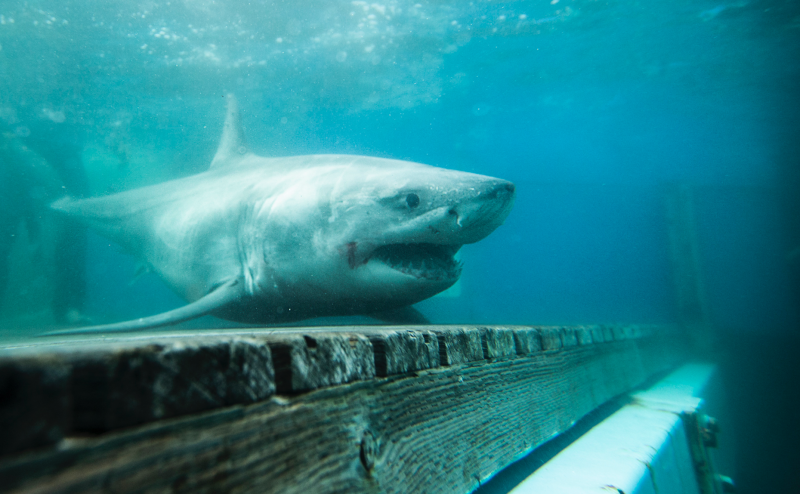 Experts on the trail of Great White Sharks off Irish coast after recent sighting