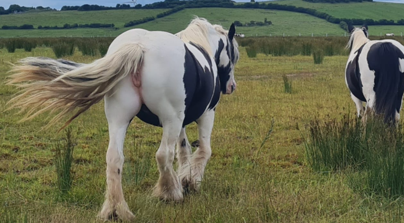 Gardaí investigating 'theft of several animals' from Kilkenny premises
