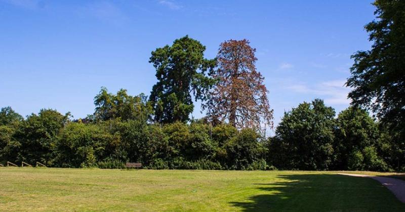 Trees