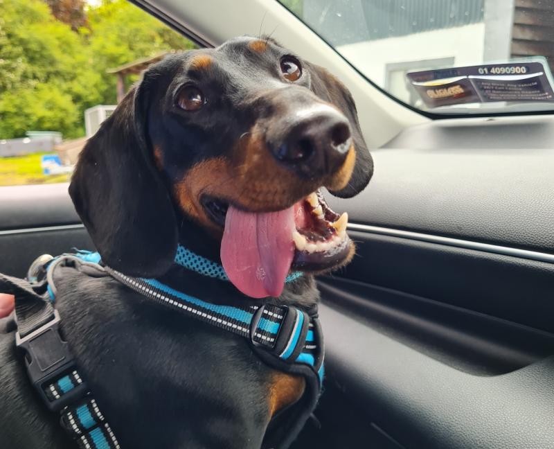 Jerry Joe the dachshund