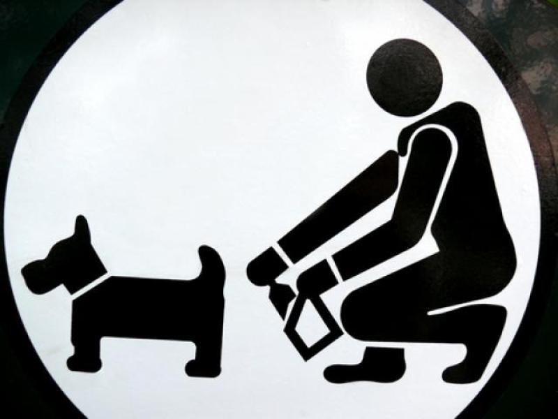 'Health Risk' -  Dog fouling survey reveals shocking finding in Kilkenny 