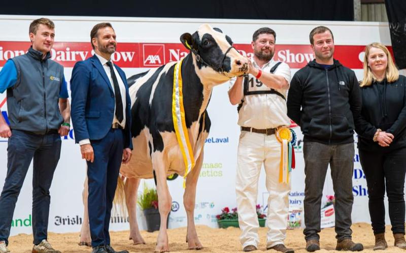 Confined Holstein Friesian Champion