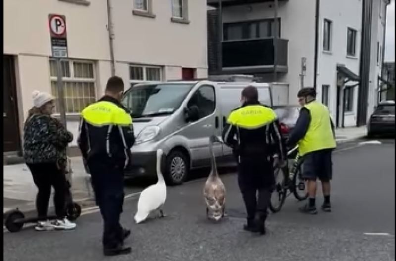 WATCH: 'The neck' - Hilarious moment Kilkenny Gardaí escort unusual suspects off road 