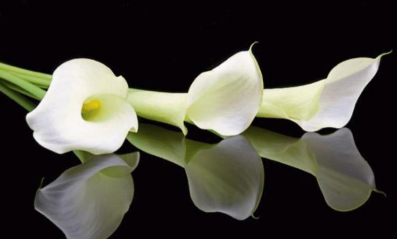 ICYMI: GAA community in Kilkenny pay tribute to former All-Ireland winner