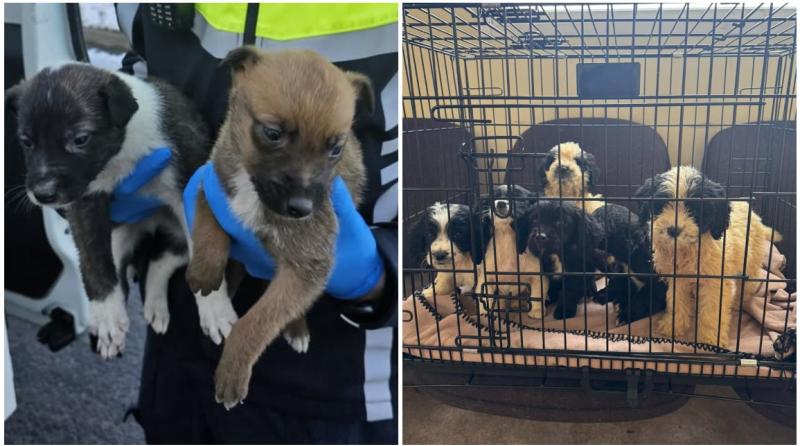 Shock as puppies abandoned in two separate incidents in Kilkenny