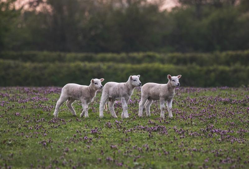 Moving sheep in Kilkenny? Now there's an app for that! 