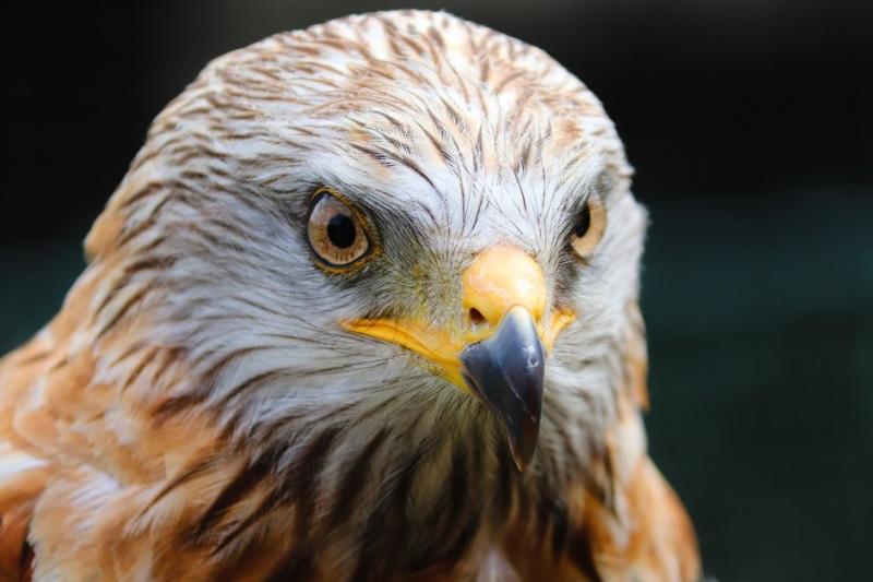 ALERT: Third case of bird flu detected in Ireland in just six weeks 