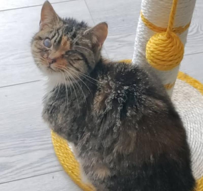 Owner sough for blind tabby cat found in Kilkenny
