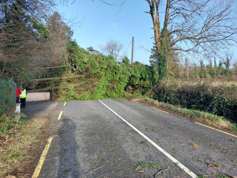 ALERT: Council crews working to clear fallen tree on major Kilkenny road