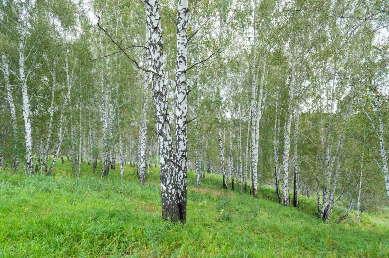 Plans for huge new forest in Kilkenny