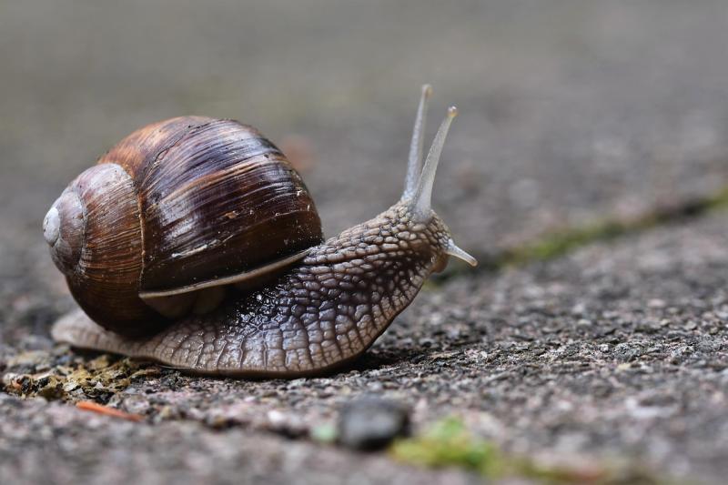 Snail