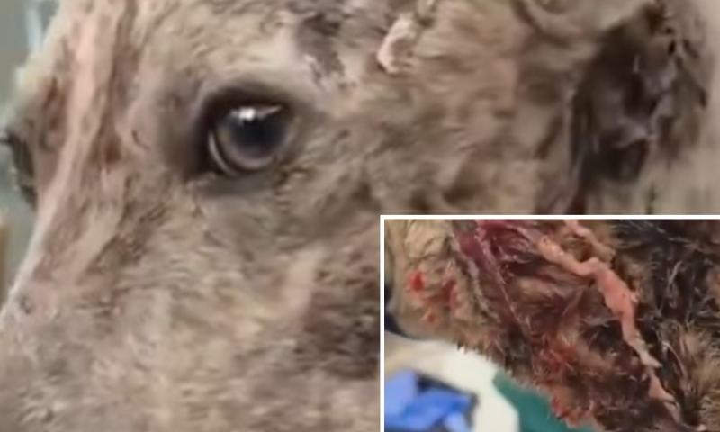 GRAPHIC: Dog rescued in Kilkenny was wounded and 'in severe shock'