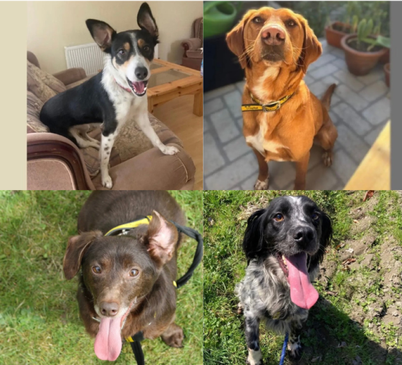 In Pictures: Dogs Trust have these adorable dogs ready for you to love