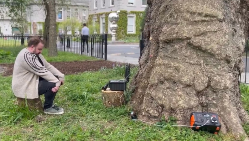 'I just spoke to a tree!'- Irish people are shocked by AI talking tree 