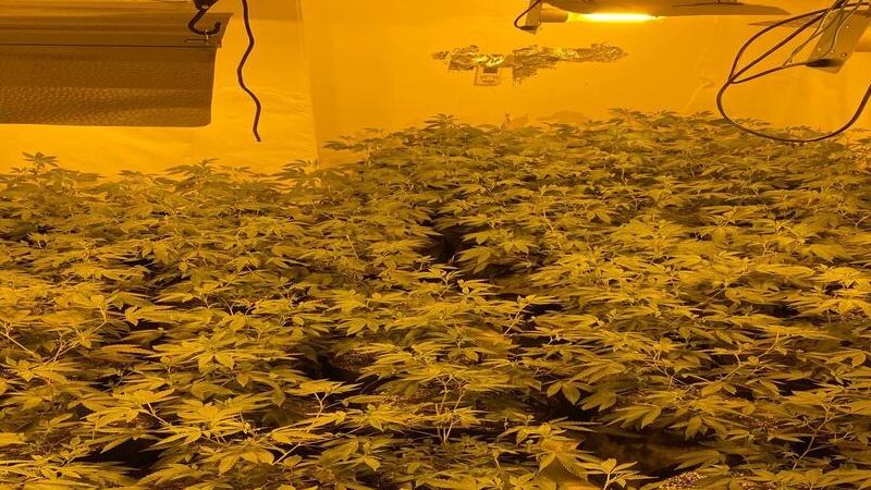 &euro;432,000 in cannabis plants seized from growhouses in Ballinasloe and Athlone