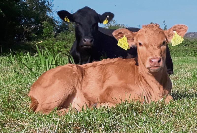 suckler cows in Ireland