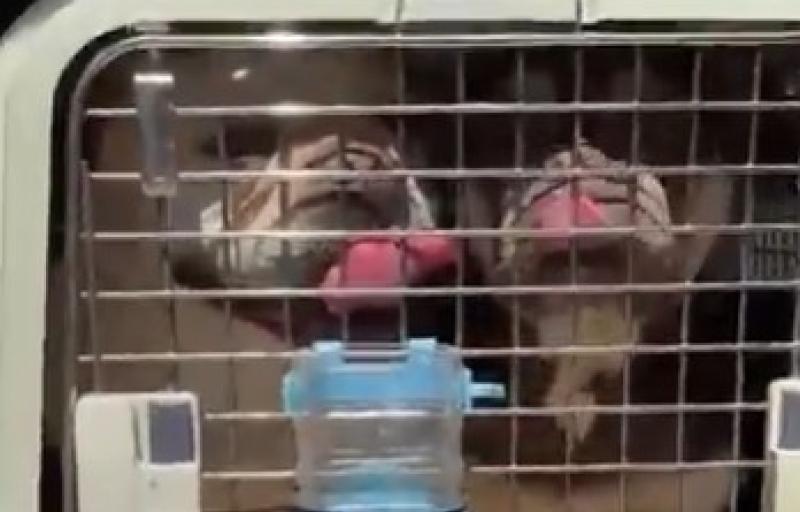 "We are literally out of foster homes at this point" - Kilkenny shelter