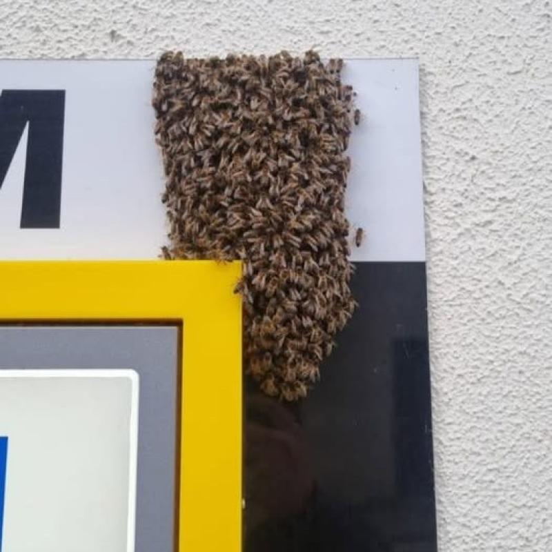 'Bee-ware' - Swarm of bees 'take refuge' at Kilkenny ATM