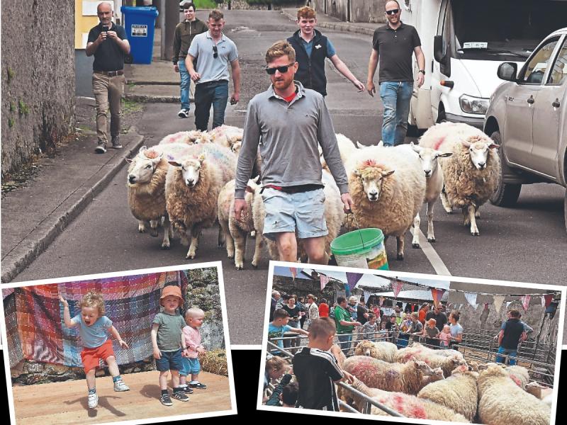 Cushendale sheep sheering