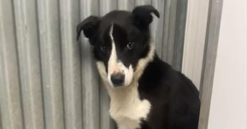 Kilkenny dog shelter pleas for help for 'petrified' dog named Dougal
