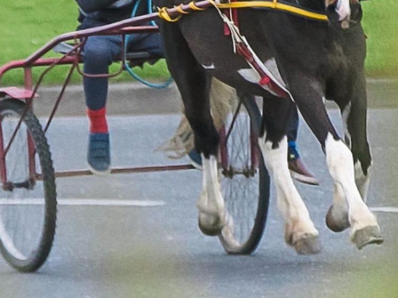 'Facilities for horses for Traveller families is essential' - Kilkenny senator claims 