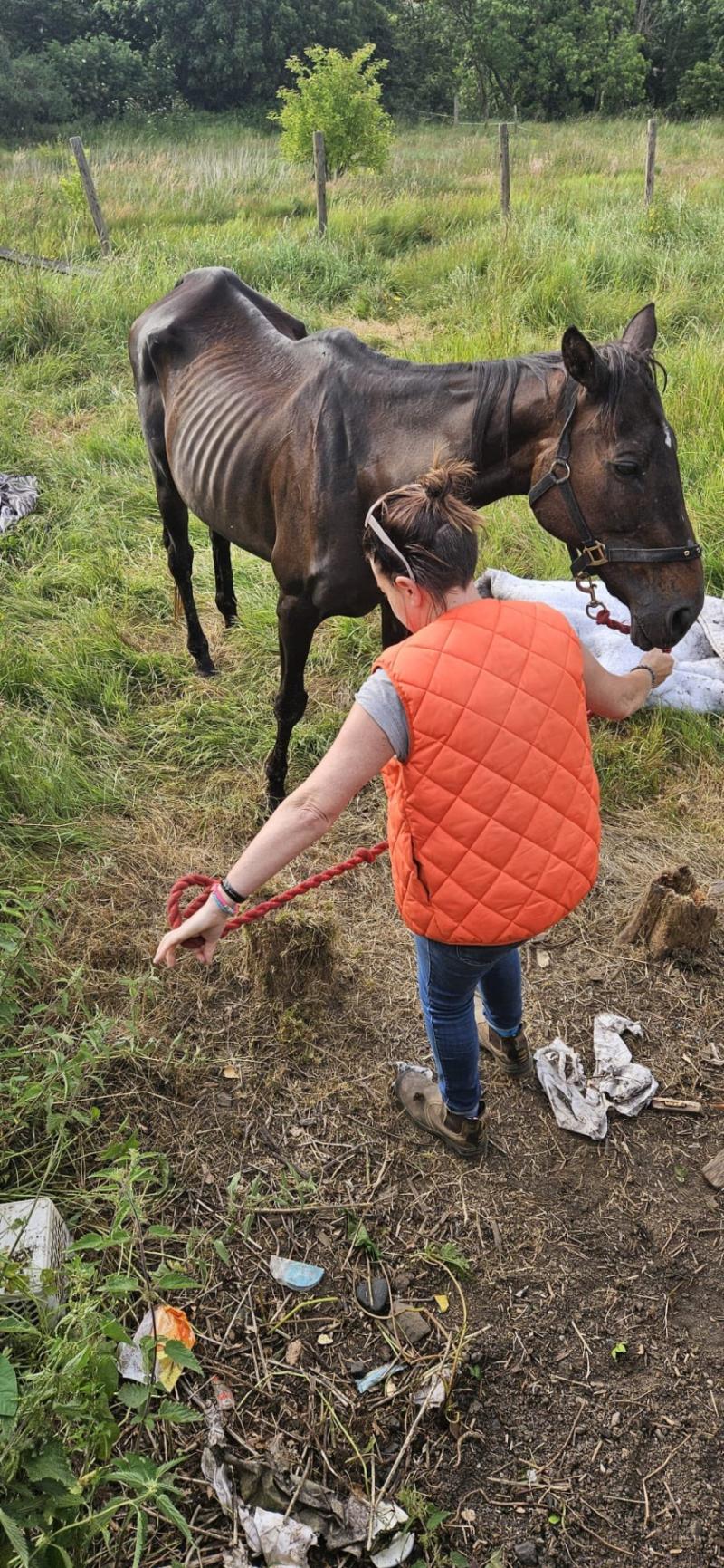 'This country is so broken' - Horse found in distressed state in Kilkenny 