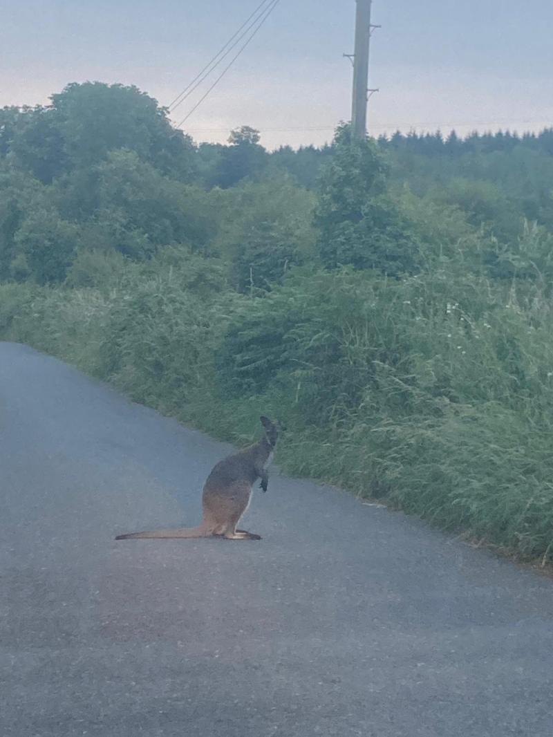 Kilkenny 
