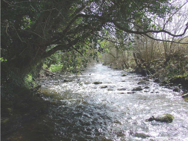 There’s a rare opportunity to visit a pristine Kilkenny stream this week