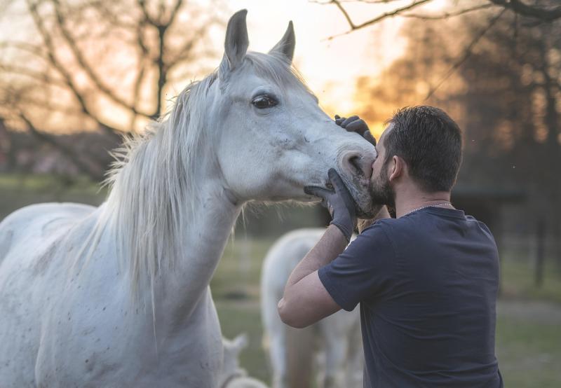Horse and person