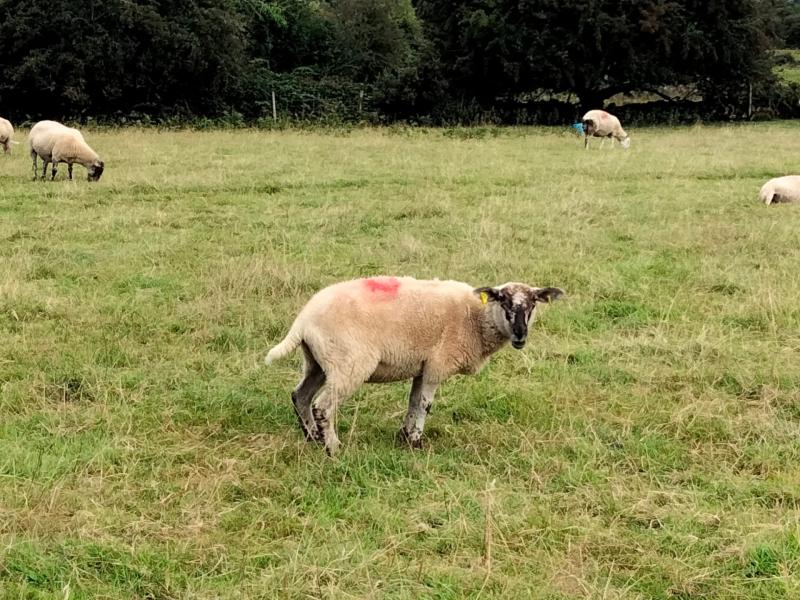 Farmer issues heartfelt plea after 15 sheep go missing in County Kilkenny 