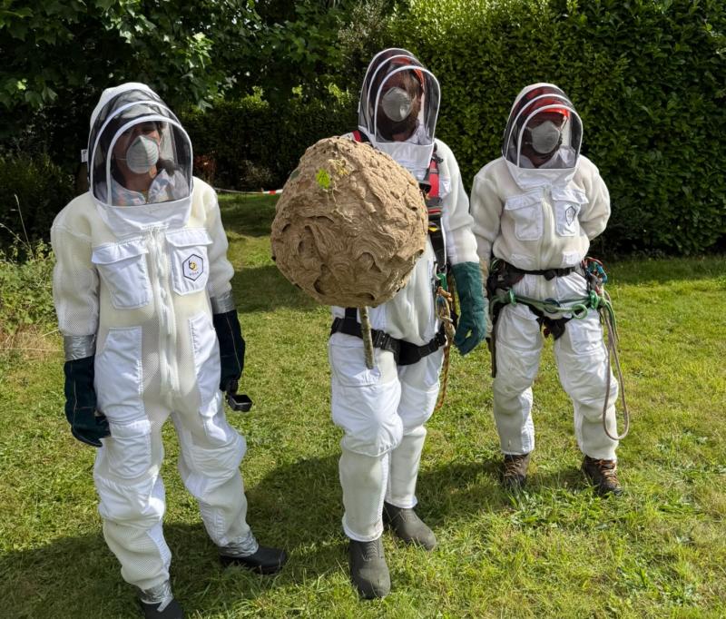 PICTURED: First Asian Hornet nest in Ireland is 'safely removed' as new concerns emerge