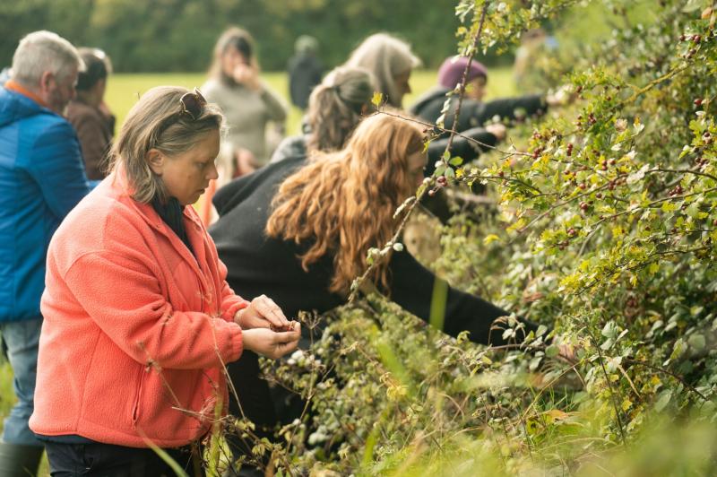 Free! Celebrate Kilkenny's hedgerows with community workshops