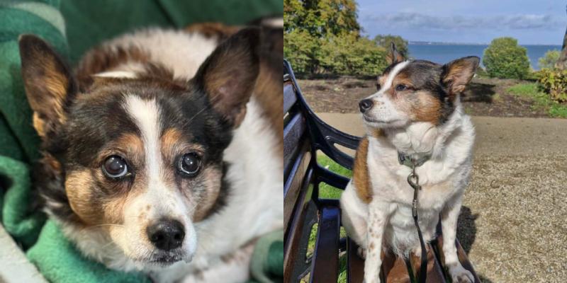 Doting Kilkenny couple adopt old dog whose owners 'no longer had time for her'