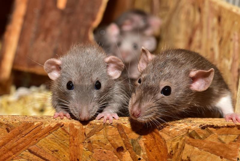 'Can easily get in' - Chilling warning over 'climber' rats invading Irish homes