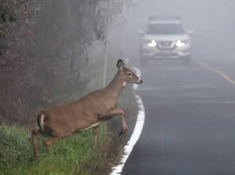 Kilkenny drivers urged to be 'extra vigilant' with deers on the road 