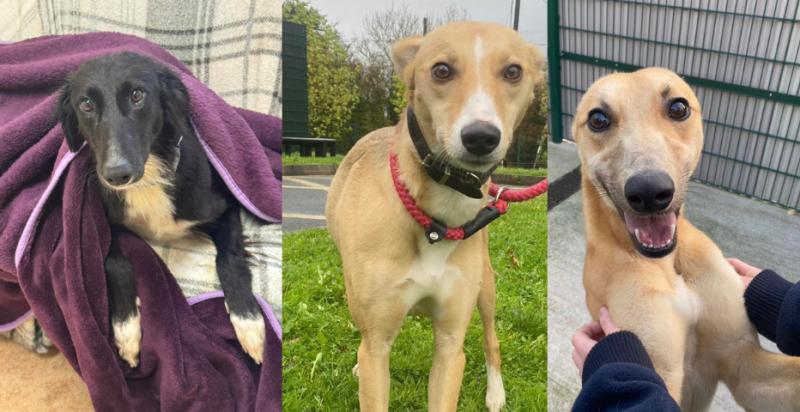 Three dogs waiting to be adopted ahead of Christmas time in Kilkenny