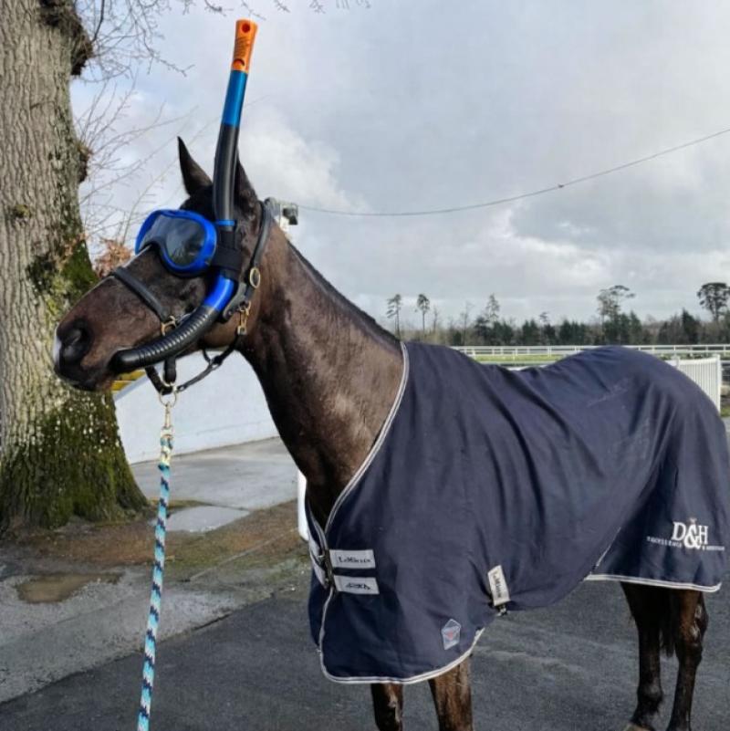 British trainer&rsquo;s hilarious Goffs Thyestes Day post as horse makes Gowran Park debut in Kilkenny