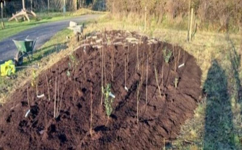 Kilkenny 'microforests' to thrive under Japanese botanist's innovative method
