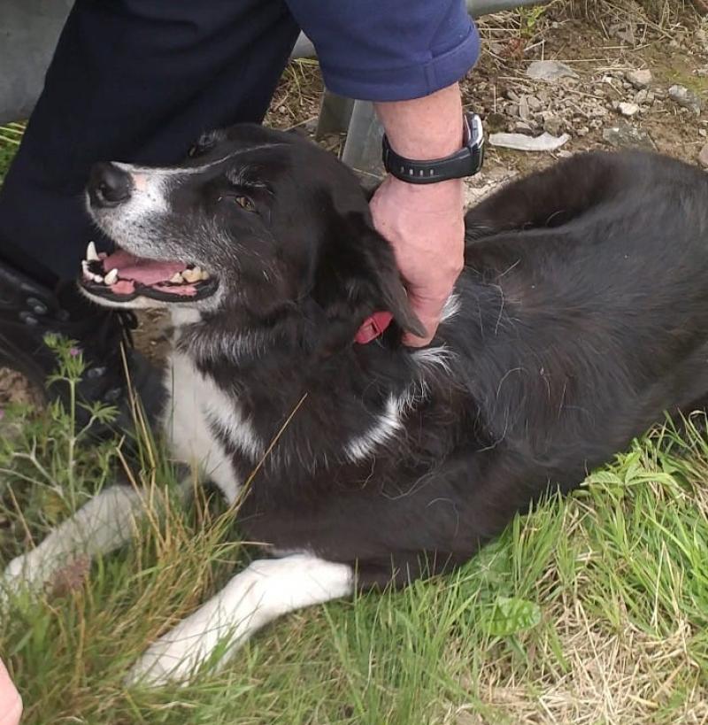 Gardaí seek help to find owner of 'distressed' dog found on Kilkenny motorway