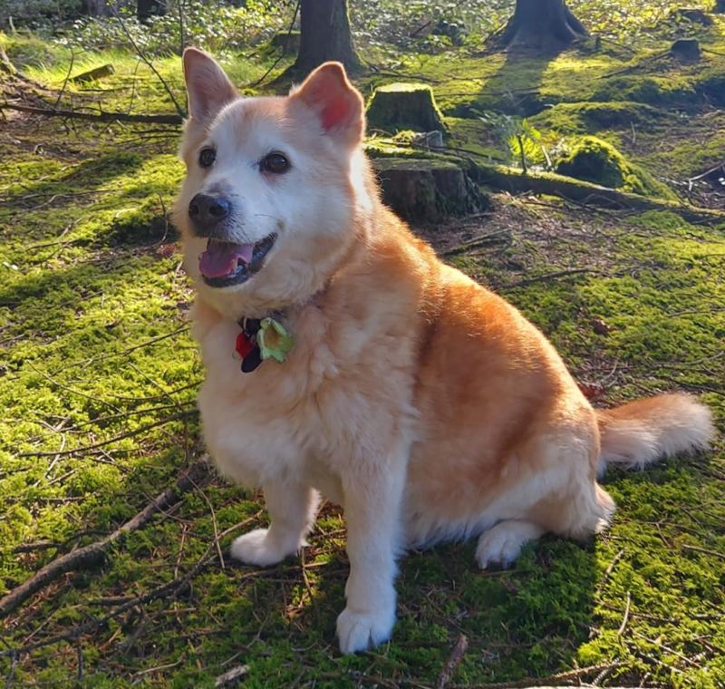 Have you seen Blondi? Dog missing in Kilkenny Kilkenny Live