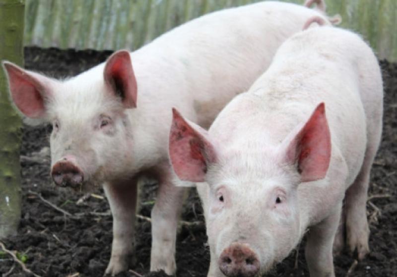 pigs
