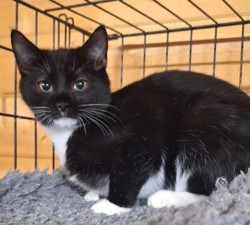 Kilkenny kittens looking for their forever home