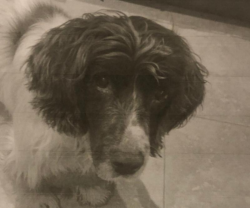 Can you help find Buddy, missing in Kilkenny