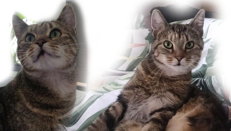 Three-legged cat reported missing in Kilkenny