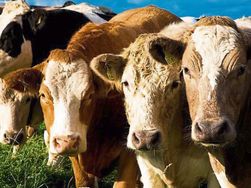 Kilkenny Kilkenny Kilkenny