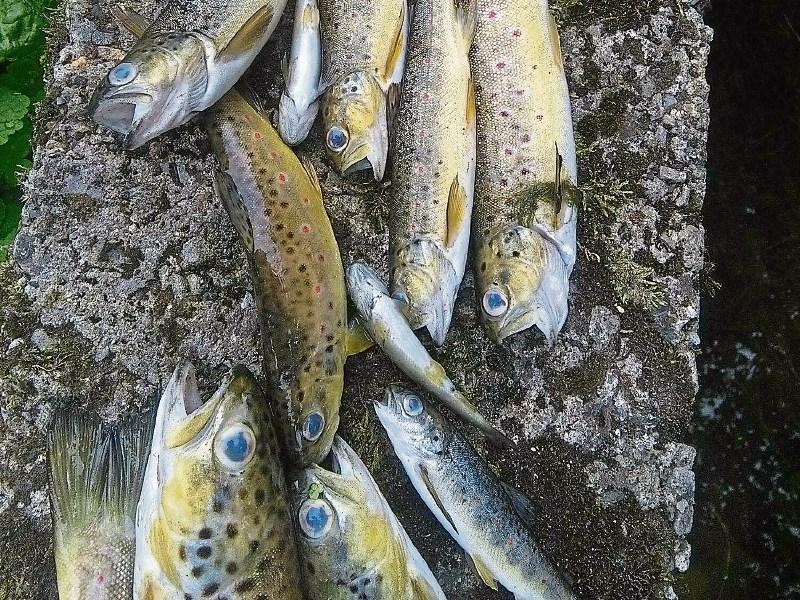 Kilkenny Duiske River fish kill