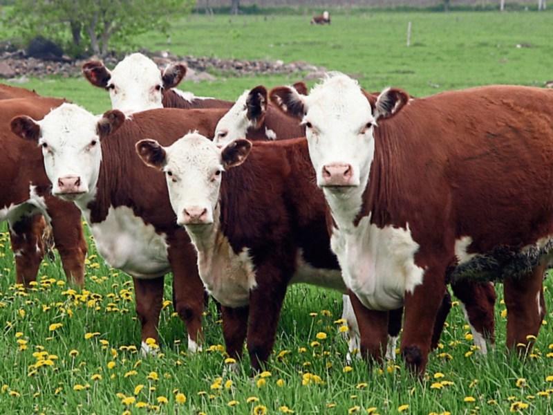 Kilkenny beef protest