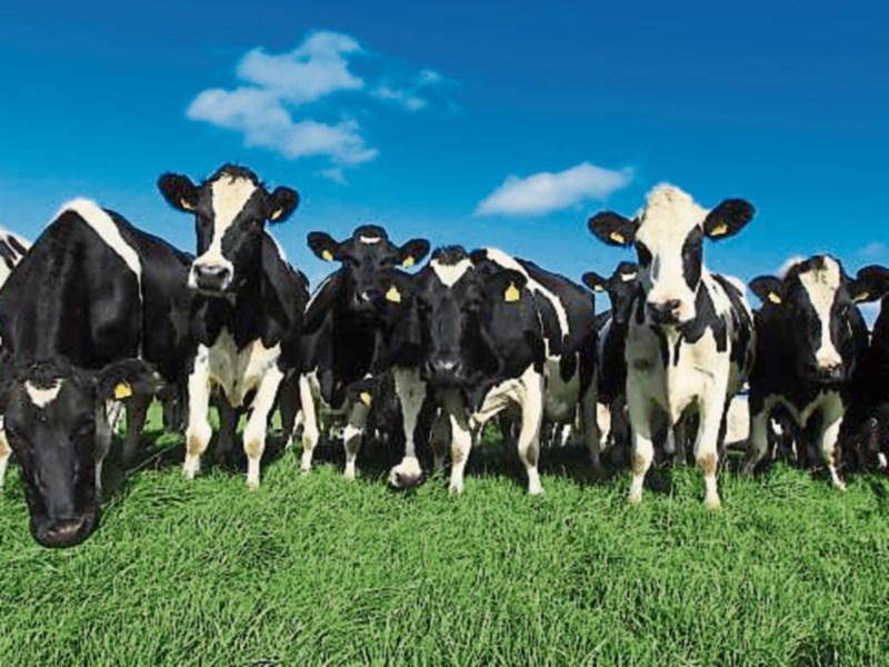 Kilkenny Farming