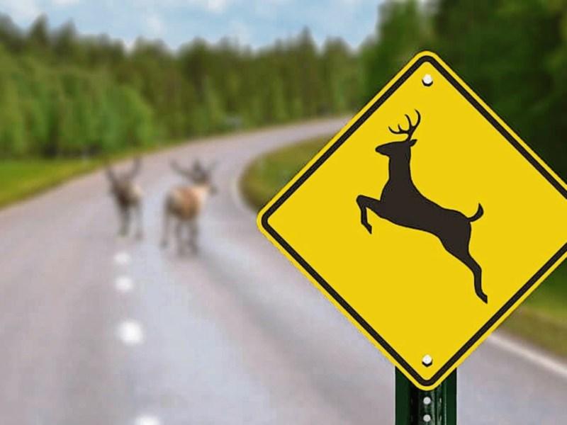 Stray deer causing havoc for motorists on stretch of road in Kilkenny